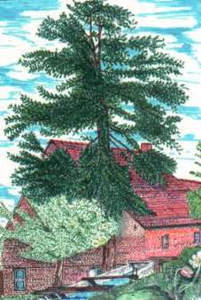 Die Baummühle - gezeichnet von Wilhelm Könnecke